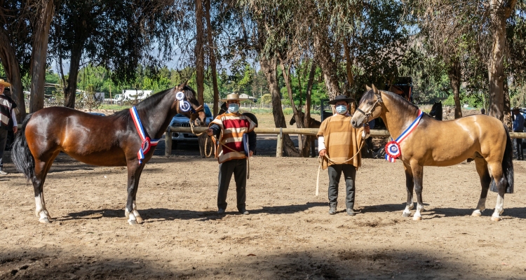 Revisa las fechas de las próximas exposiciones de caballos chilenos