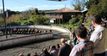 Río Bueno recibe el Rodeo Para Criadores de la Asociación de los Ríos y el Club Paillaco