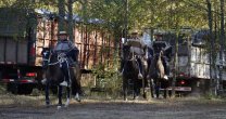 La fiesta de los Clasificatorios se vive en la Medialuna de Villarrica La fiesta de los Clasificatorios se vive en la Medialuna de Villarrica