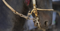 Ley obligará a informar operaciones sospechosas en compraventa de caballos de raza