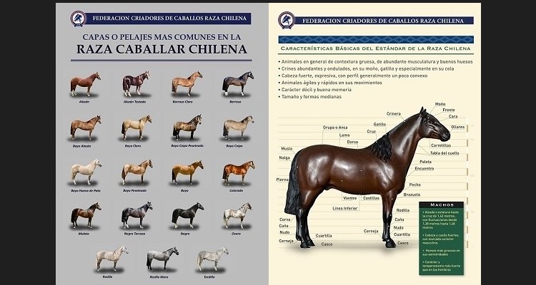 Para enmarcar: Federación de Criadores cuenta con stock de posters a la venta