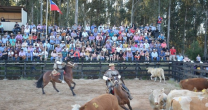 Federación de Criadores invita a inscribirse en las Pruebas Funcionales Federación de Criadores invita a inscribirse en las Pruebas Funcionales