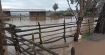 Asociación de Criadores de Colchagua gestiona ayuda para socios fuertemente afectados por la lluvia