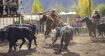 Criadores de Cautín programaron competencia oficial de aparta de ganado Criadores de Cautín programaron competencia oficial de aparta de ganado
