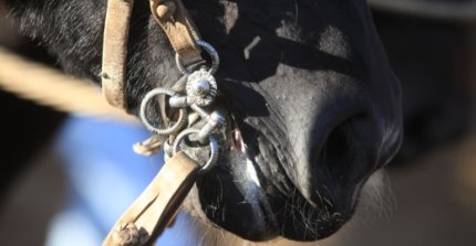 En Quillota atienden caballos dañados por incendios en la Región de Valparaíso