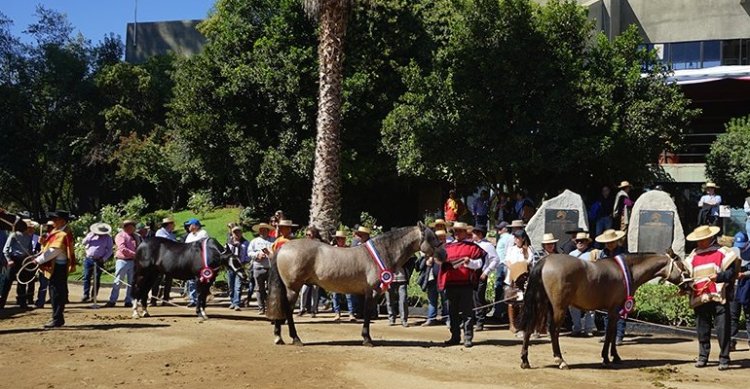 Salón del Caballo de la Federación de Criadores engalana la fiesta del Rodeo en Rancagua