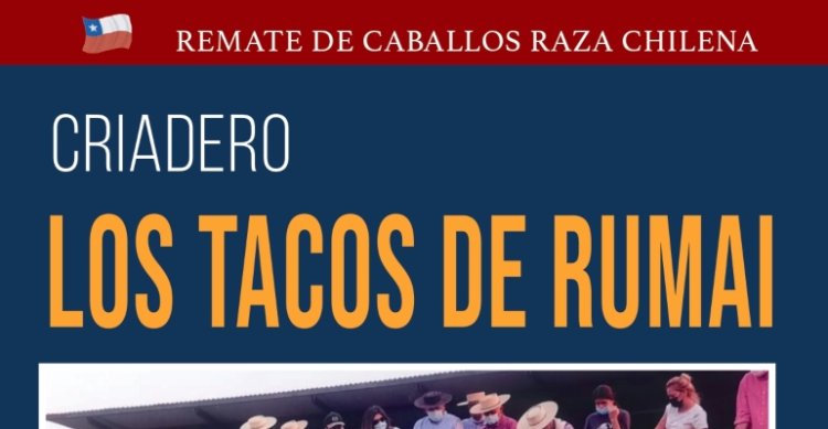 Criadero Los Tacos de Rumai tiene remate este jueves con destacados ejemplares