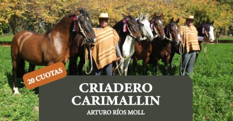 Criadero Carimallín tiene atractivo remate de caballos corriendo