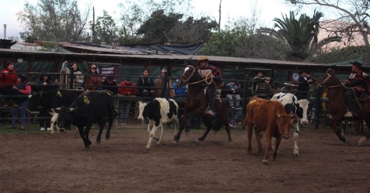 Limarí disfrutó de una gran fiesta de funcionalidad del Caballo Chileno y tradiciones en Ovalle