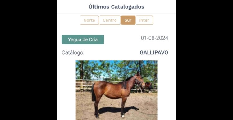 App Caballo Chileno reafirma su consolidación con potentes 