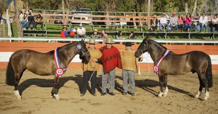 Con interesantes novedades se arma la Expo Semana de la Chilenidad