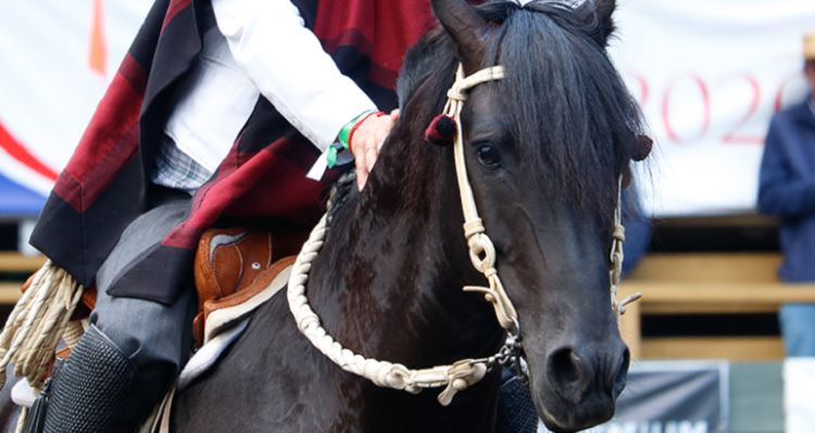 Asociación Cordillera vivirá Fiestas Patrias con rodeos Para Criadores y Padre e Hijo