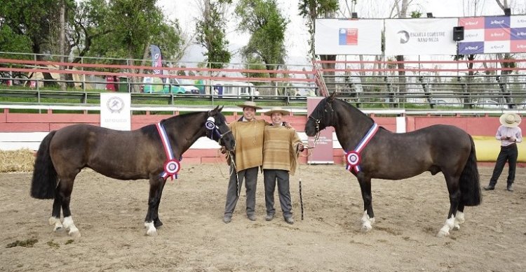 Normando y Favorita, imbatibles en la Expo Semana de la Chilenidad