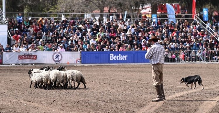 Perros Ovejeros Magallánicos confirmaron su vínculo con el público del Parque Padre Hurtado