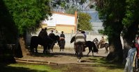 Jinetes del Nacional Escolar se alistan para el inicio de las series en Curicó