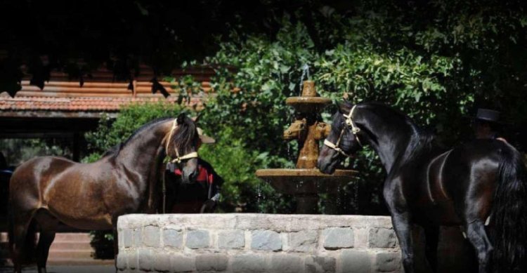 Criaderos Agua de Los Campos y Claro de Luna tienen exclusivos remates de montas