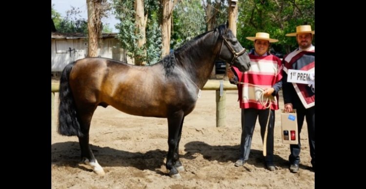 A los 27 años falleció el potro Piguchén Natre