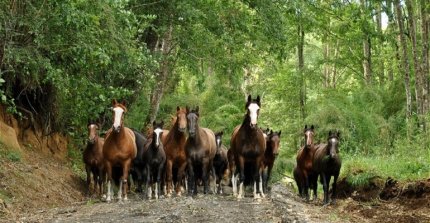 ¡Participa! Concurso literario "Letras del Campo y el Caballo Chileno" de la Federación de Criadores