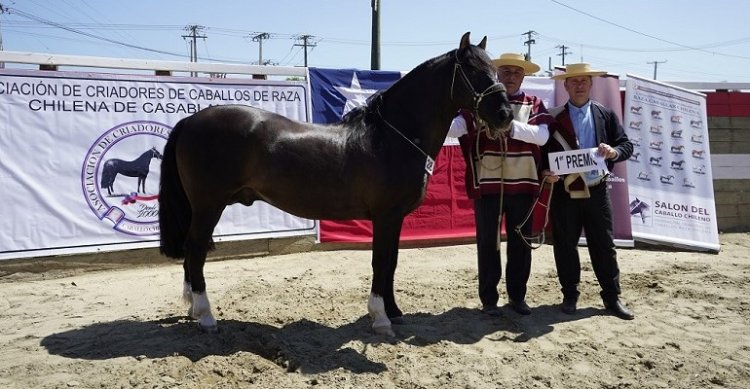 Los premiados por categoría de la Expo Casablanca 2024