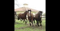 "La Ruta del Caballo Chileno por Sudamérica": Alma Elorza