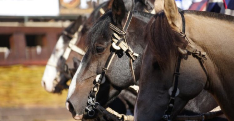 Confederación del Rodeo Chileno destacó 