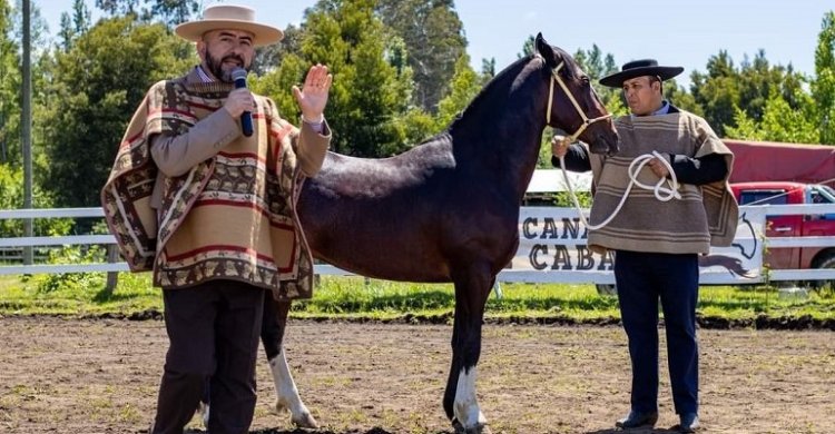 El Caballo Raza Chilena se lució en Yumbel