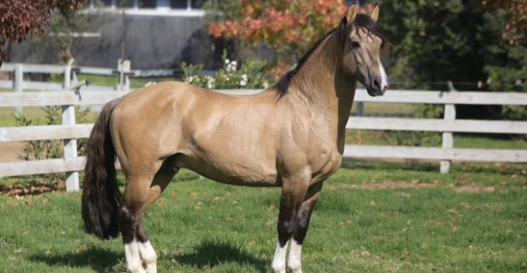 Se retira el Timbero, histórico caballo de Agua de Los Campos y Maquena