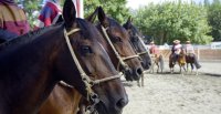 Listados de colleras para el Rodeo Para Criadores de Concepción