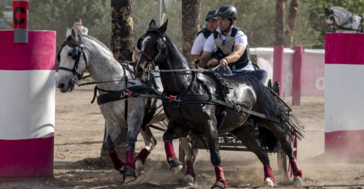 José Miguel Guzmán trabaja en proyecto para llegar con el Caballo Chileno al Mundial de Enganche