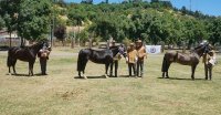 Los Grandes Premios de la Expo Curicpo 2024