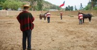 Así se vivió la Expo Quillota en el Fundo El Rodadero