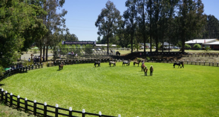 Criadores de Malleco tienen exposición, rodeo y pruebas funcionales en Collipulli