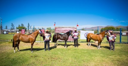 Más de 50 ejemplares espera la Expo Limarí y con visitas en Ovalle