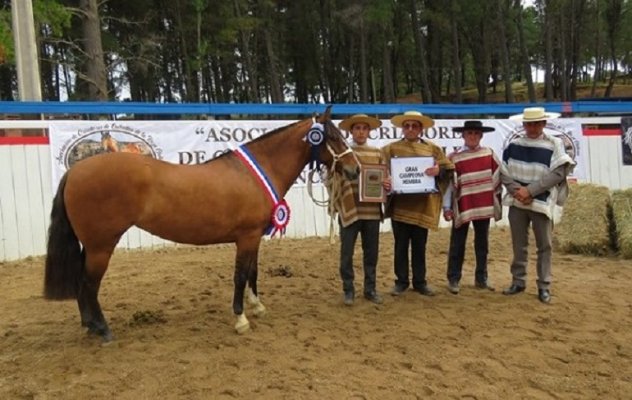 Criadores de Itata se alistan para su exposición en Portezuelo