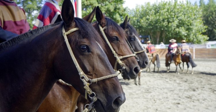 Listado de colleras para el Rodeo Para Criadores de Bío Bío