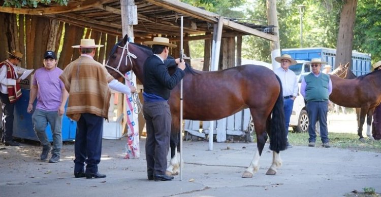 [Streaming] Sigue la Expo Graneros en Rodeos JM