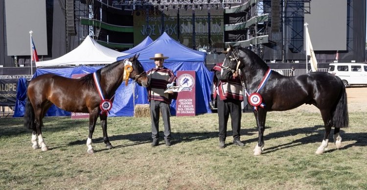 En la Expocol triunfaron Discordia y Delegado como mejores ejemplares