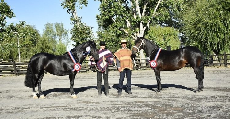 Optimo y Pretenciosa fueron los Grandes Campeones de la Expo Los Angeles