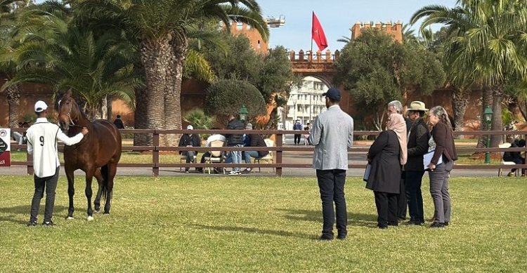 Criadores presenciaron Exposición de Caballos Bereberer en Marruecos