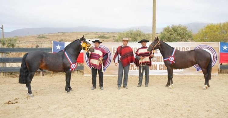 Contento y Esperanza se quedaron con los máximos honores en la Expo Choapa