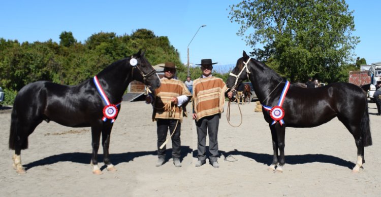 Criadero Las Callanas arrasó en la Expo Llanquihue y Palena