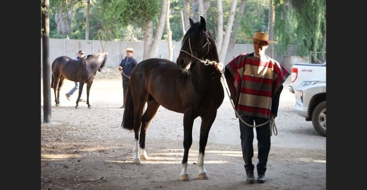 [Streaming] Sigue la Expo Melipilla en JP Rodeos Live