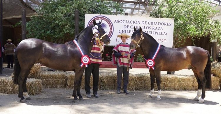 Sin Duda y Pinteado fueron los elogiados vencedores en la Expo Melipilla