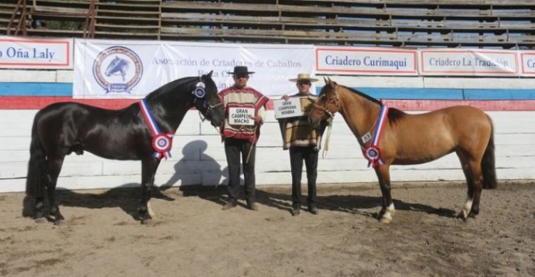 Criadores de Linares tienen preparado su exposición y rodeo en Longaví