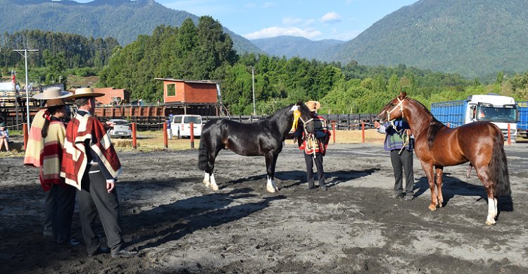 Criadores de Los Ríos se reúnen en Futrono con Rodeo y Exposición