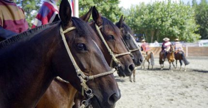 Listados de colleras de los Rodeo Para Criadores del último fin de semana del año