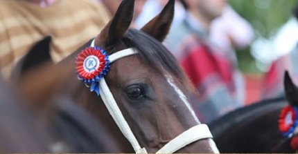 Asociación Santiago prepara Rodeo para Criadores de gran nivel en Las Callanas