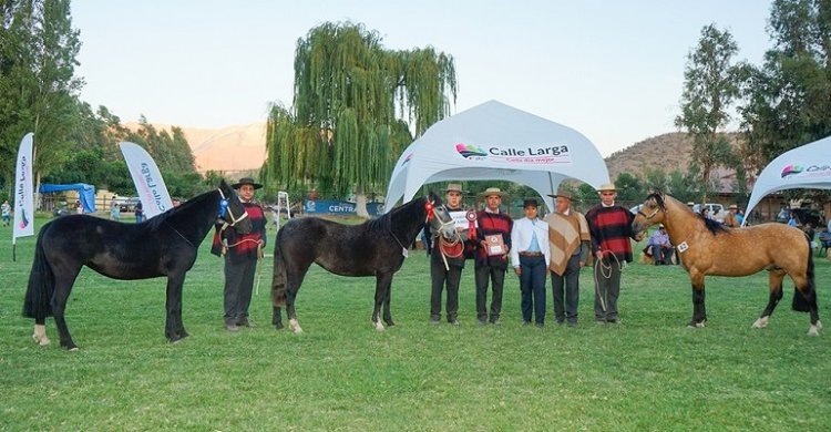 Criadores de Los Andes ensayan para las Finales con exposición de este sábado en Calle Larga