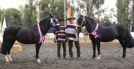 Ñuble vivirá atractivo fin de semana con Exposición y Rodeo para Criadores