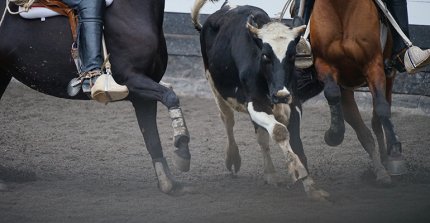 ¿Dónde encontrarlo y cómo utilizar el formulario de consultas sobre casos de jura de Ferochi?